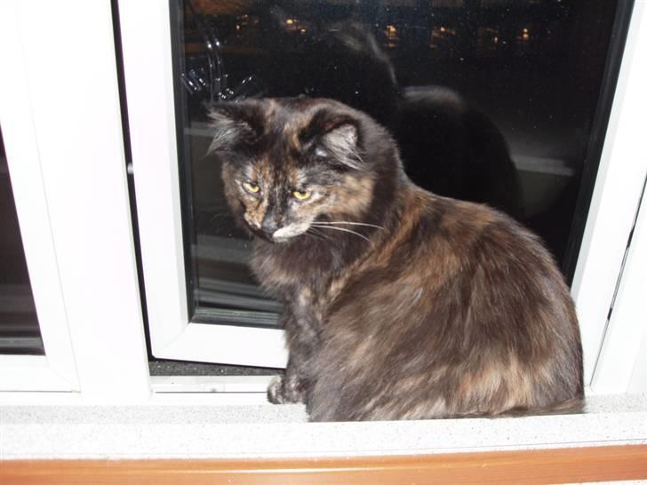 Norsk Skovkat DK Thomanis Fantasy billede 4