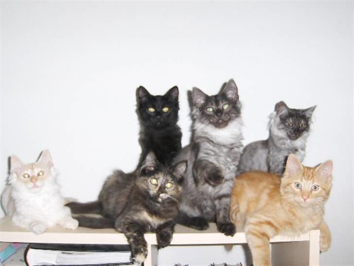 Norsk Skovkat DK Thomanis Dreamlover billede 2