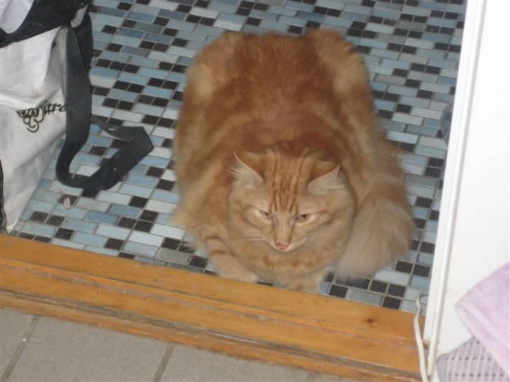 Norsk Skovkat DK Thomanis Dreamlover billede 8