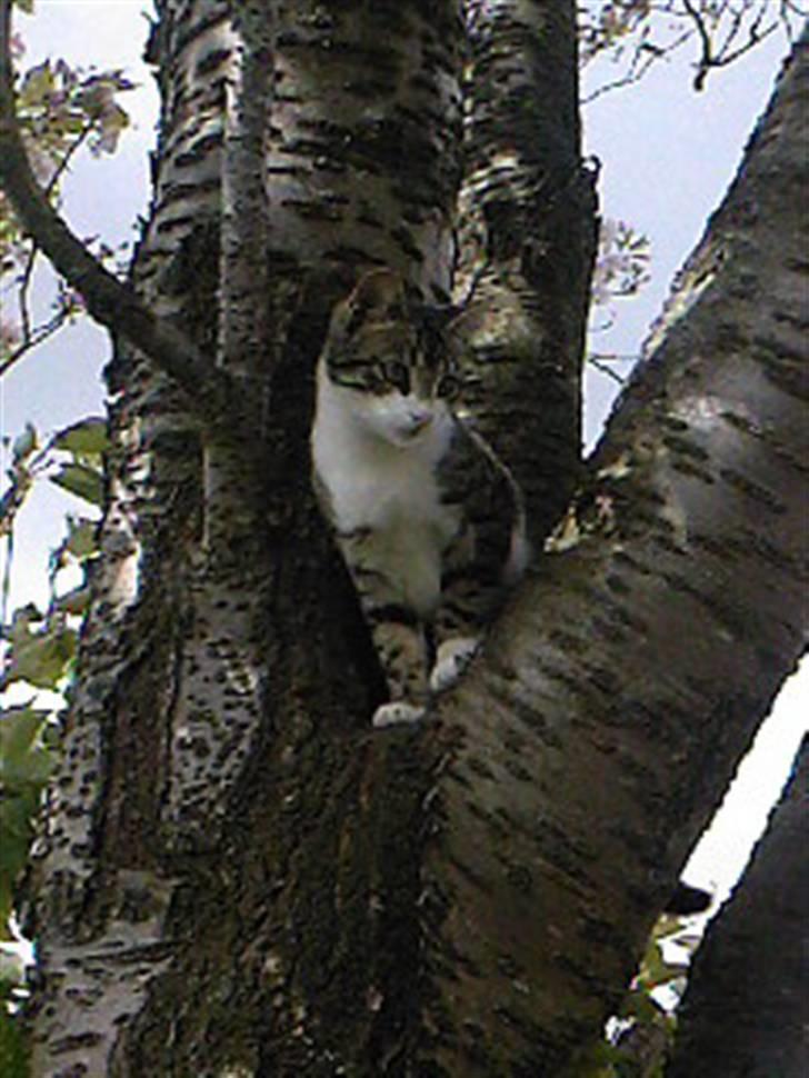 Blanding af racer Lille mis / Freja billede 1