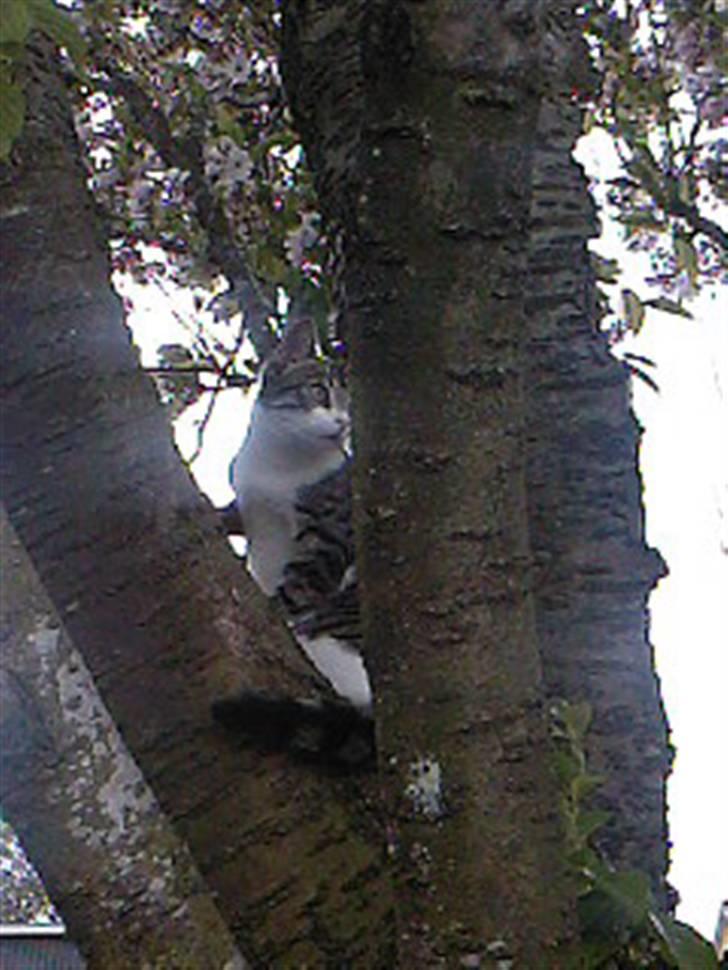 Blanding af racer Lille mis / Freja billede 2