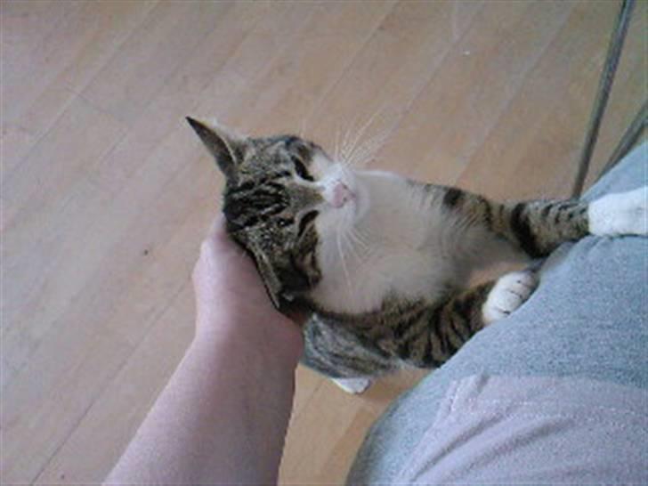 Blanding af racer Lille mis / Freja billede 3