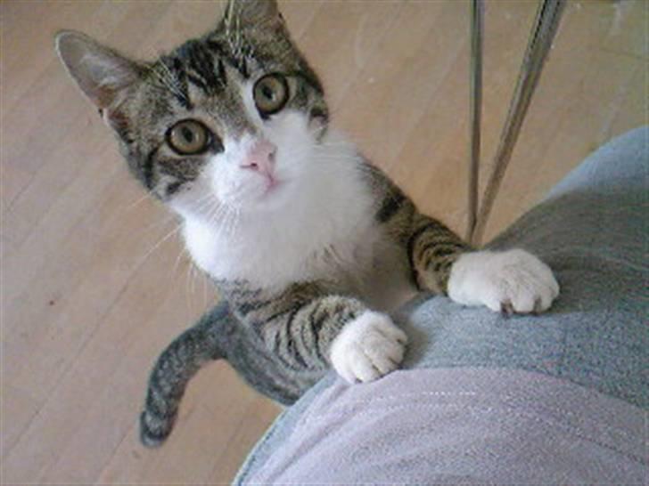 Blanding af racer Lille mis / Freja billede 4