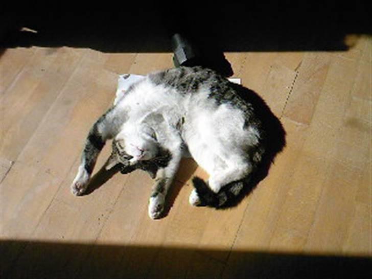 Blanding af racer Lille mis / Freja billede 5