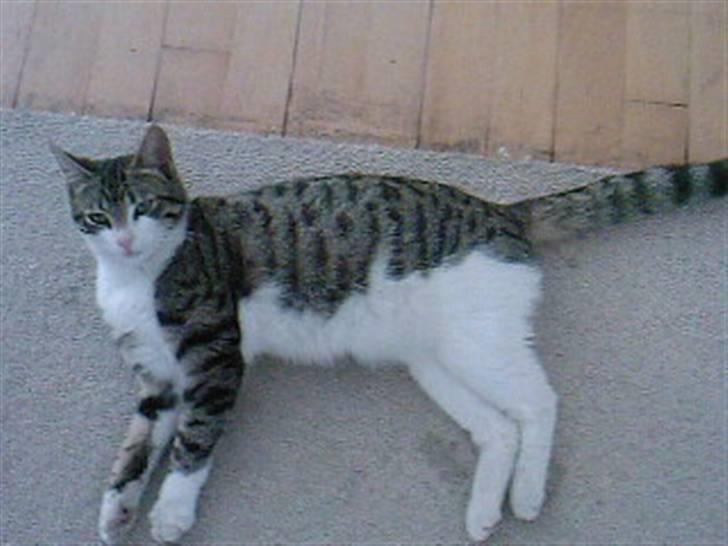 Blanding af racer Lille mis / Freja billede 6