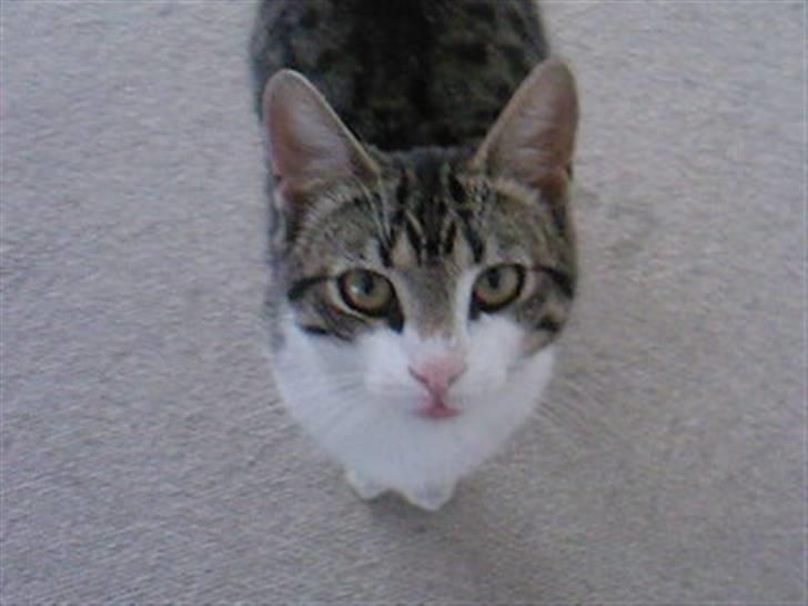 Blanding af racer Lille mis / Freja billede 7