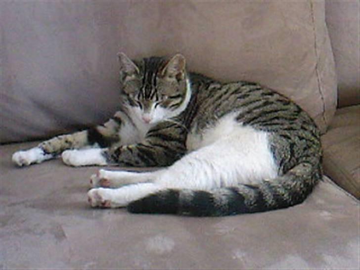 Blanding af racer Lille mis / Freja billede 8