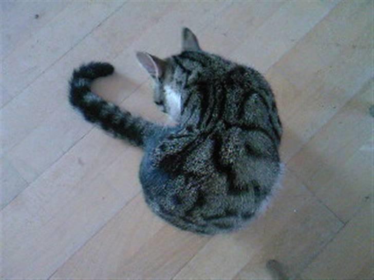 Blanding af racer Lille mis / Freja billede 9