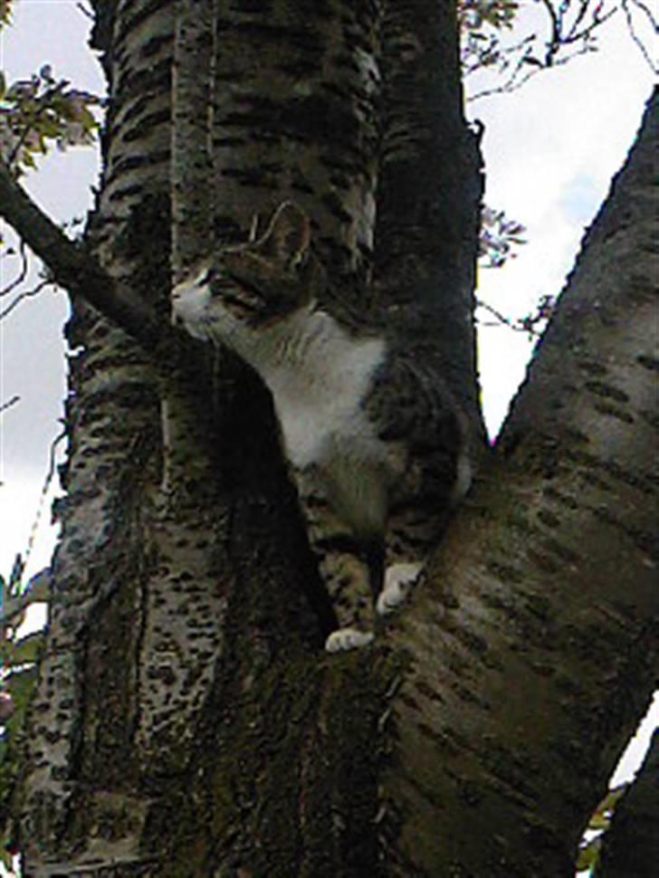 Blanding af racer Lille mis / Freja billede 10