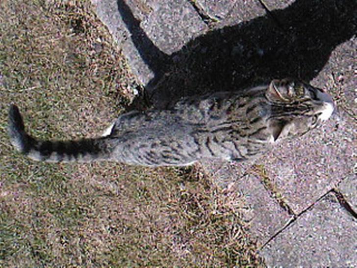 Blanding af racer Lille mis / Freja billede 11