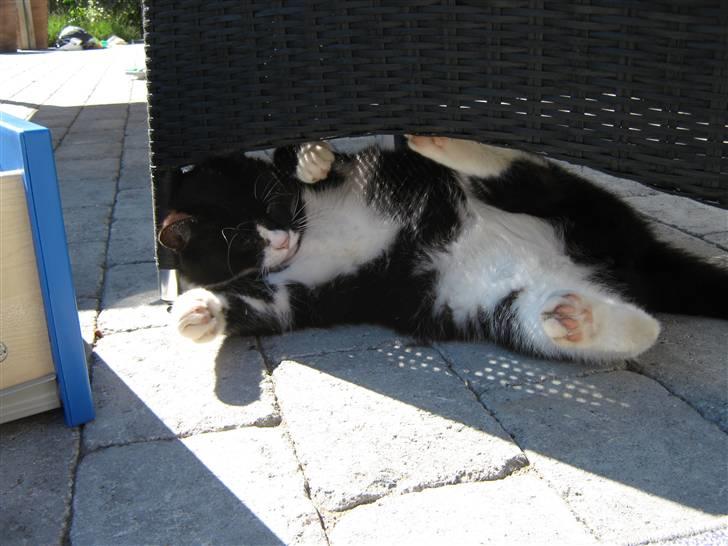 Blanding af racer Thor billede 7