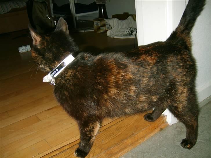 Huskat Luci billede 3
