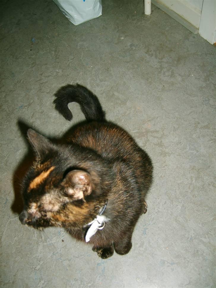 Huskat Luci billede 6