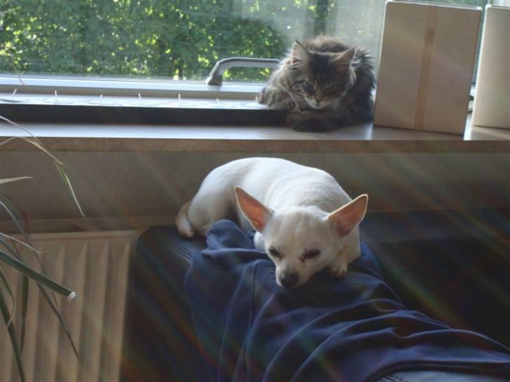 Maine Coon Josephina (Zika) billede 17