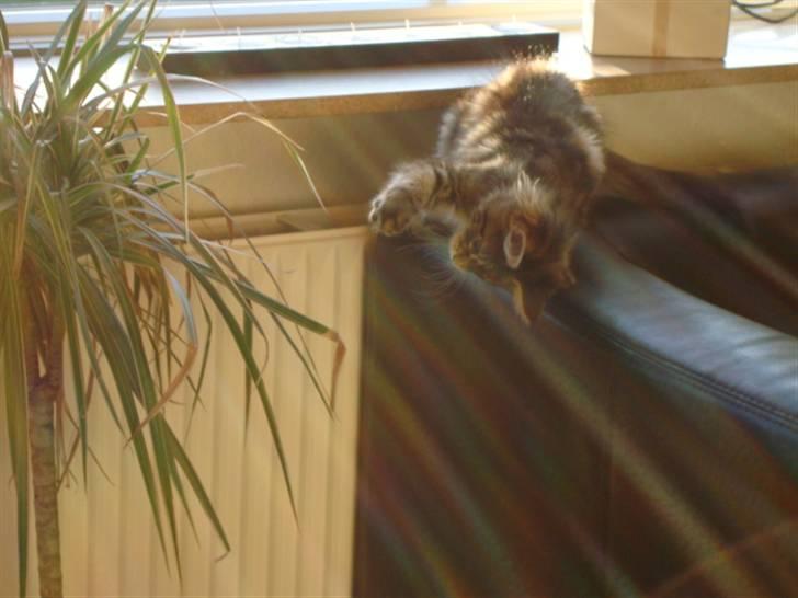 Maine Coon Josephina (Zika) billede 18