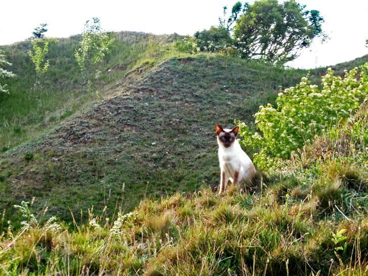 Siameser Felix billede 3