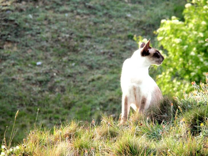 Siameser Felix billede 4