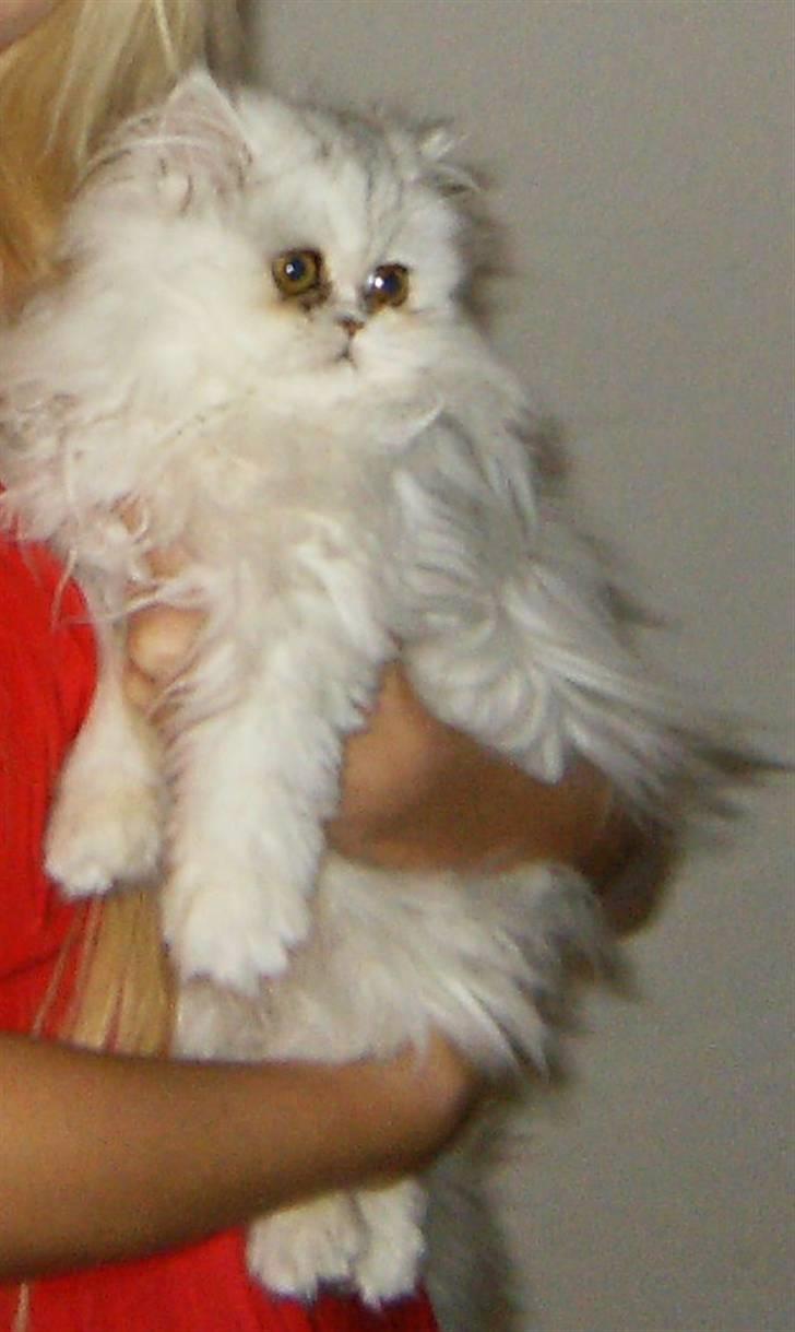 Perser Princess Chloe - chloe marts 2009 dejlig lille puttetrold  billede 19