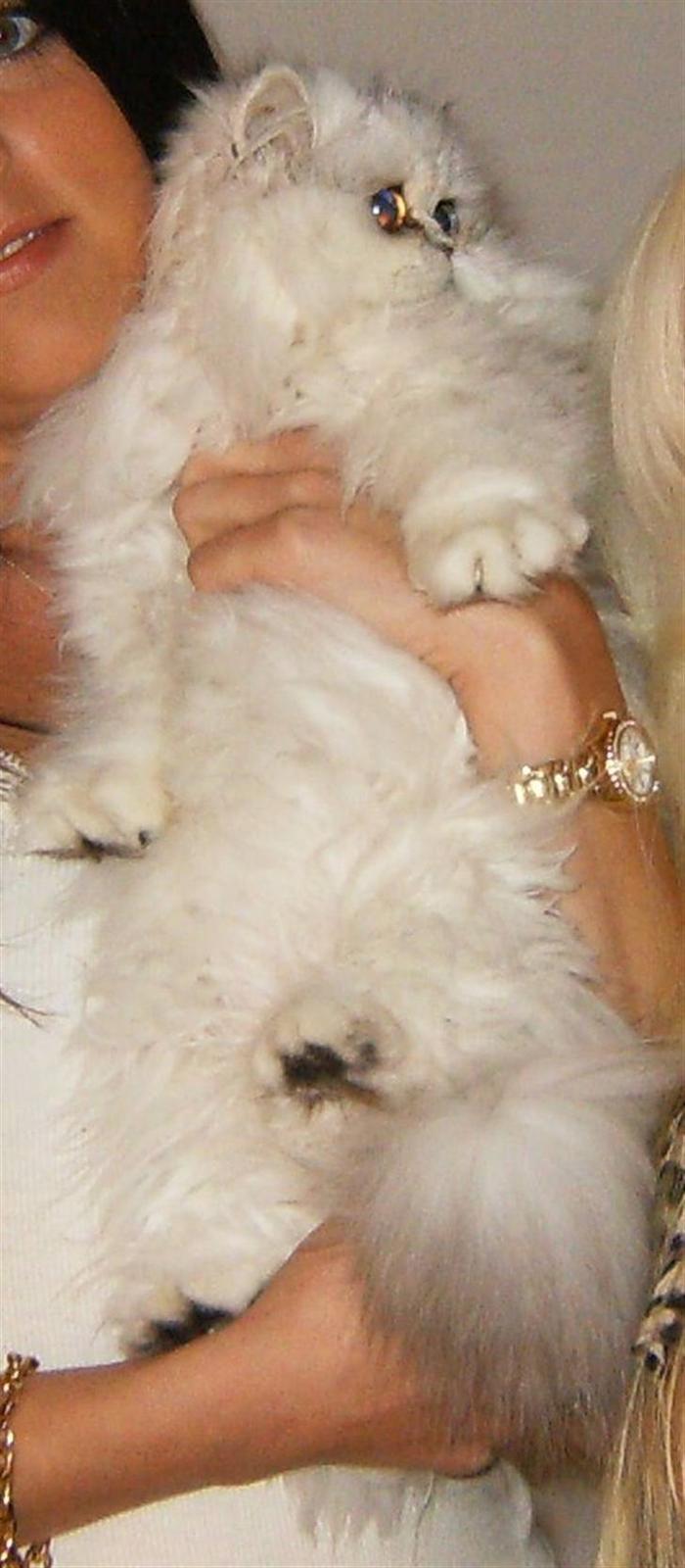 Perser Princess Chloe - chloe marts 2009 billede 20