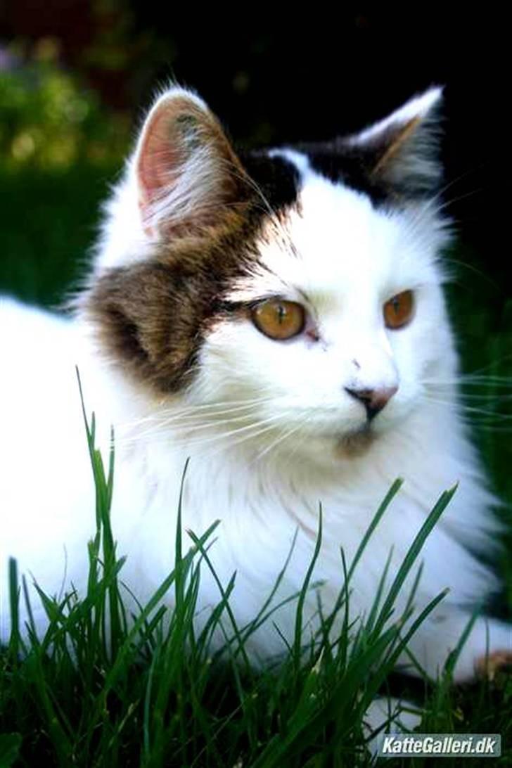 Blanding af racer Boffie billede 8