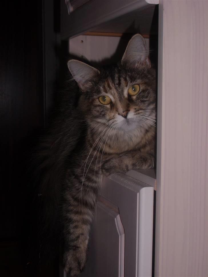 Maine Coon Duches billede 1