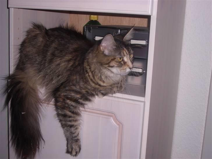 Maine Coon Duches billede 2