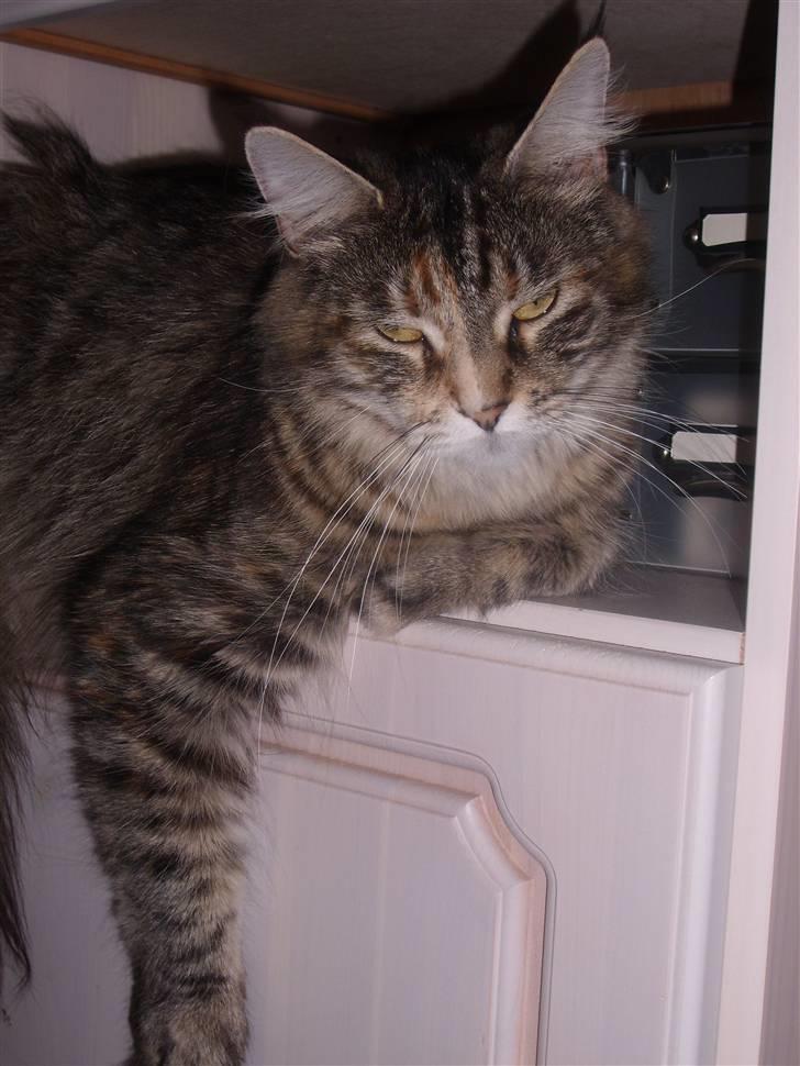 Maine Coon Duches billede 3