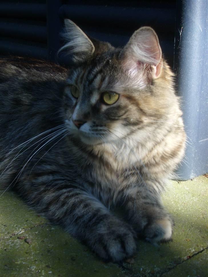 Maine Coon Duches billede 4