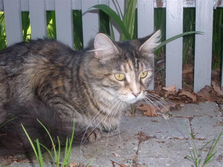 Maine Coon Duches billede 5