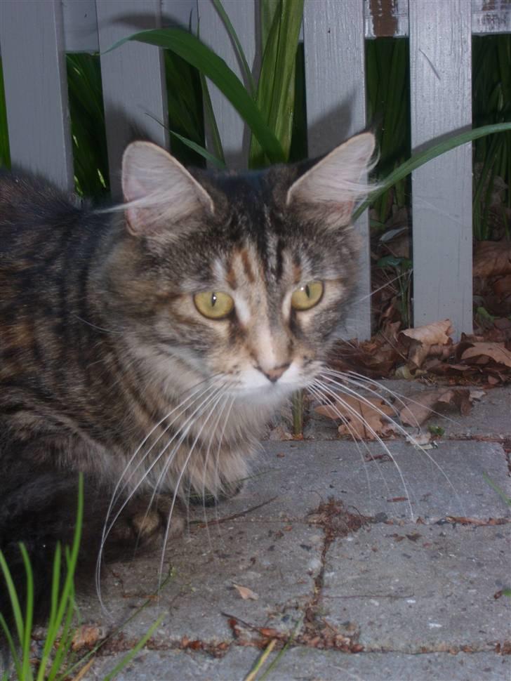 Maine Coon Duches billede 6