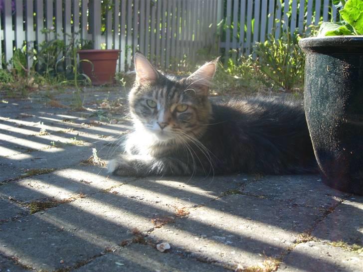 Maine Coon Duches billede 7
