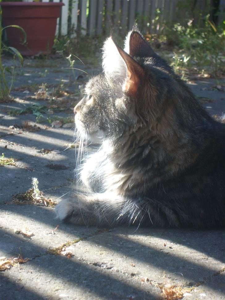 Maine Coon Duches billede 8