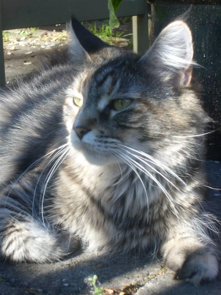 Maine Coon Duches billede 9