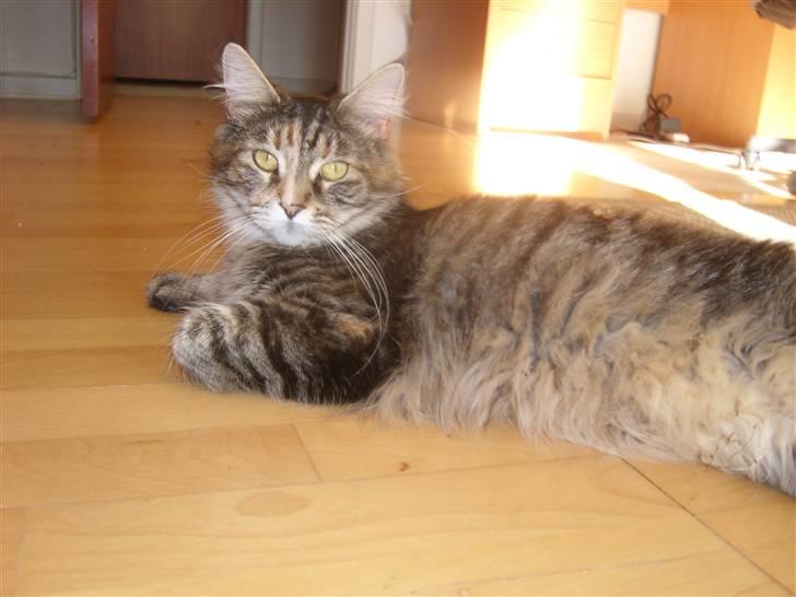 Maine Coon Duches billede 10