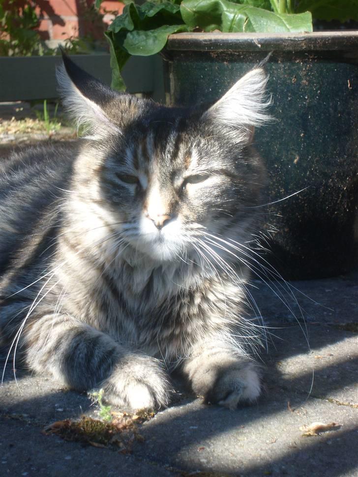 Maine Coon Duches billede 11