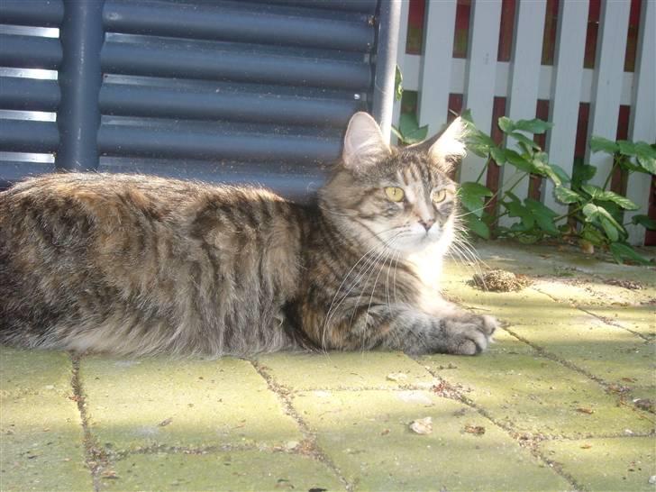 Maine Coon Duches billede 12