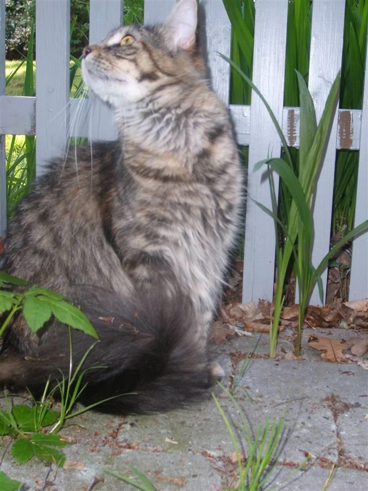 Maine Coon Duches billede 13