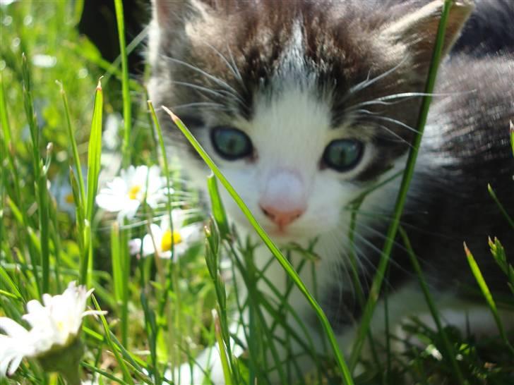 Blanding af racer chocolate bailey - ude i den store verden for første gang :D  billede 13