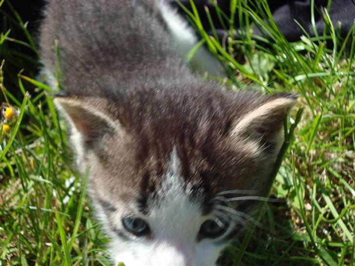 Blanding af racer chocolate bailey billede 14