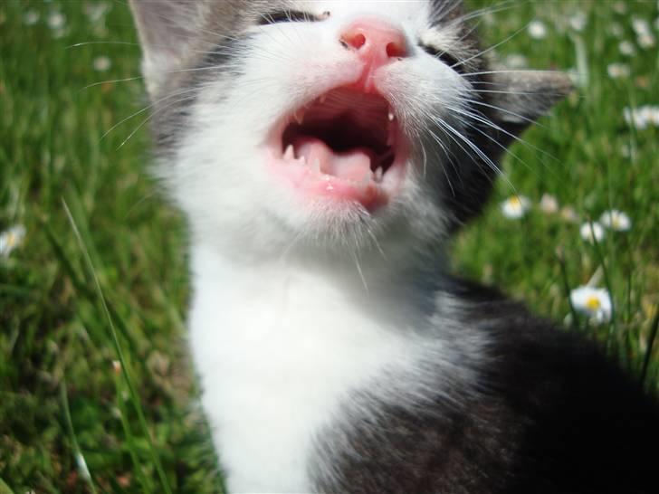 Blanding af racer chocolate bailey - MOOOAAAR!!!!!!! billede 15