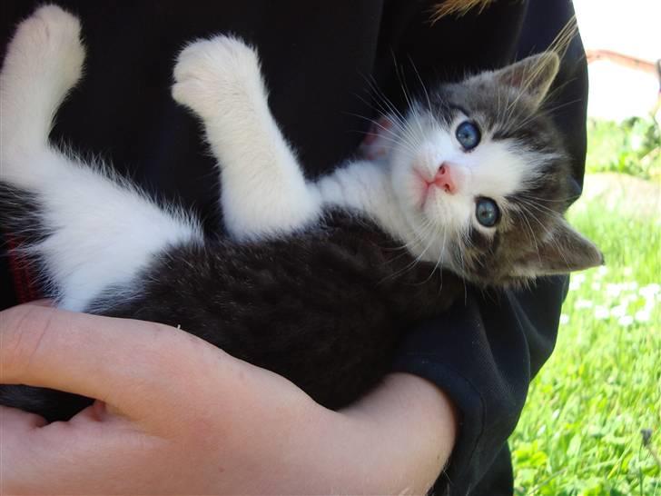 Blanding af racer chocolate bailey billede 16