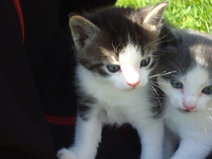 Blanding af racer chocolate bailey billede 17