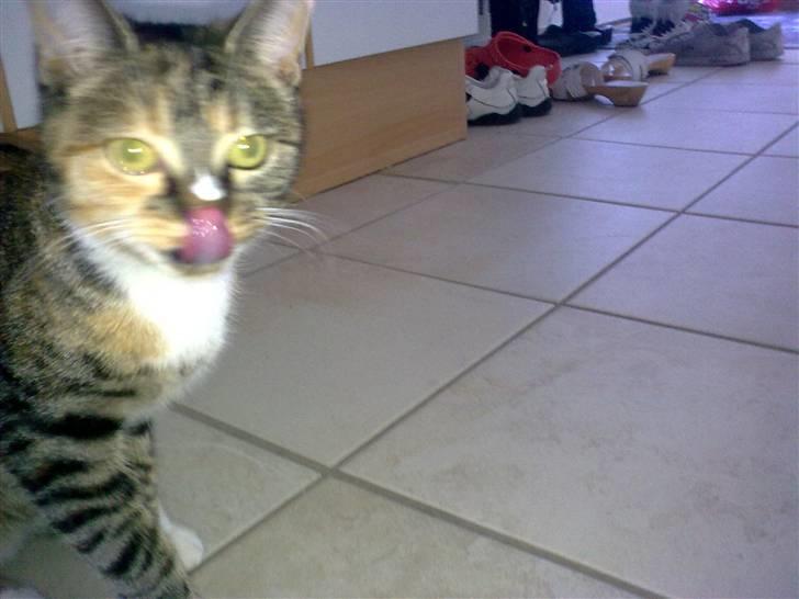 Huskat Misty billede 1