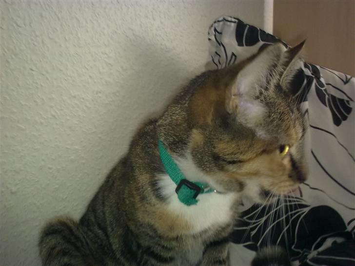 Huskat Misty billede 2