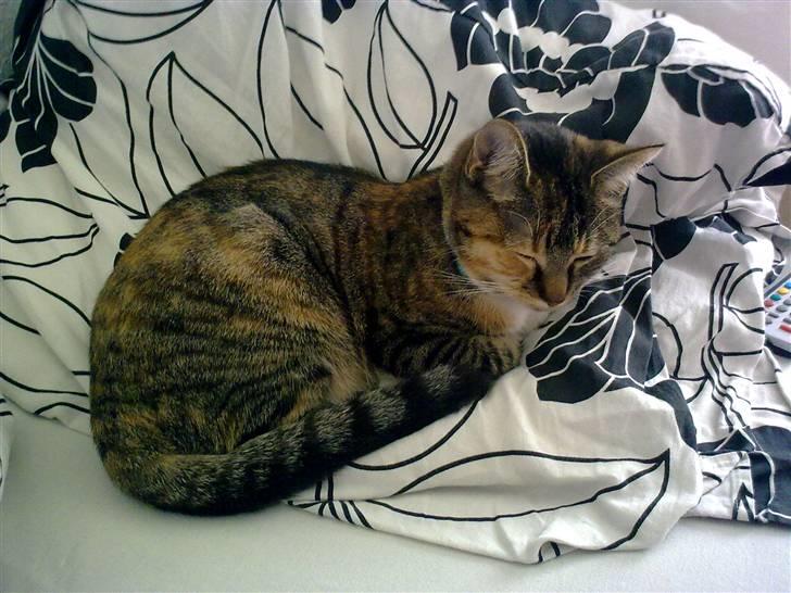 Huskat Misty billede 3