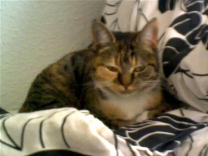 Huskat Misty billede 4