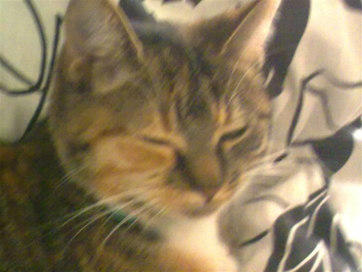 Huskat Misty billede 5