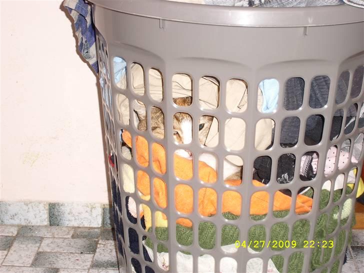 Huskat molly - molly hygger sig lige i vores vasketøj. det skal lige siges hun er selv kravlede der ned.. hehe billede 7