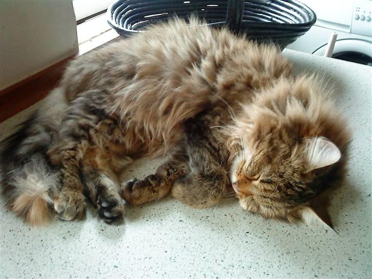 Norsk Skovkat Freja R.I.P :( billede 1