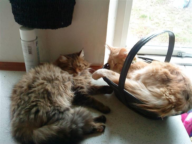 Norsk Skovkat Freja R.I.P :( billede 2